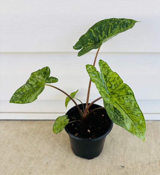 Alocasia Shattered Glass (044)