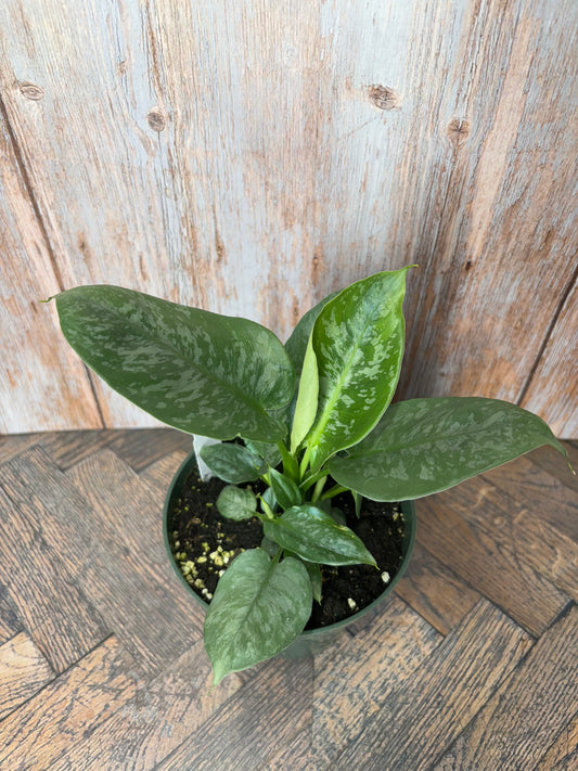 (002) Philodendron NOID
