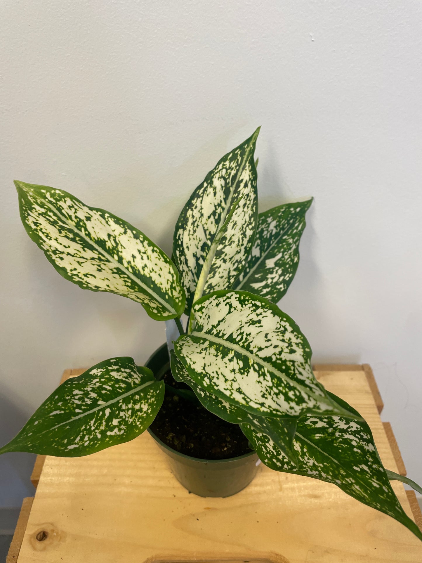 Aglaonema Snow White