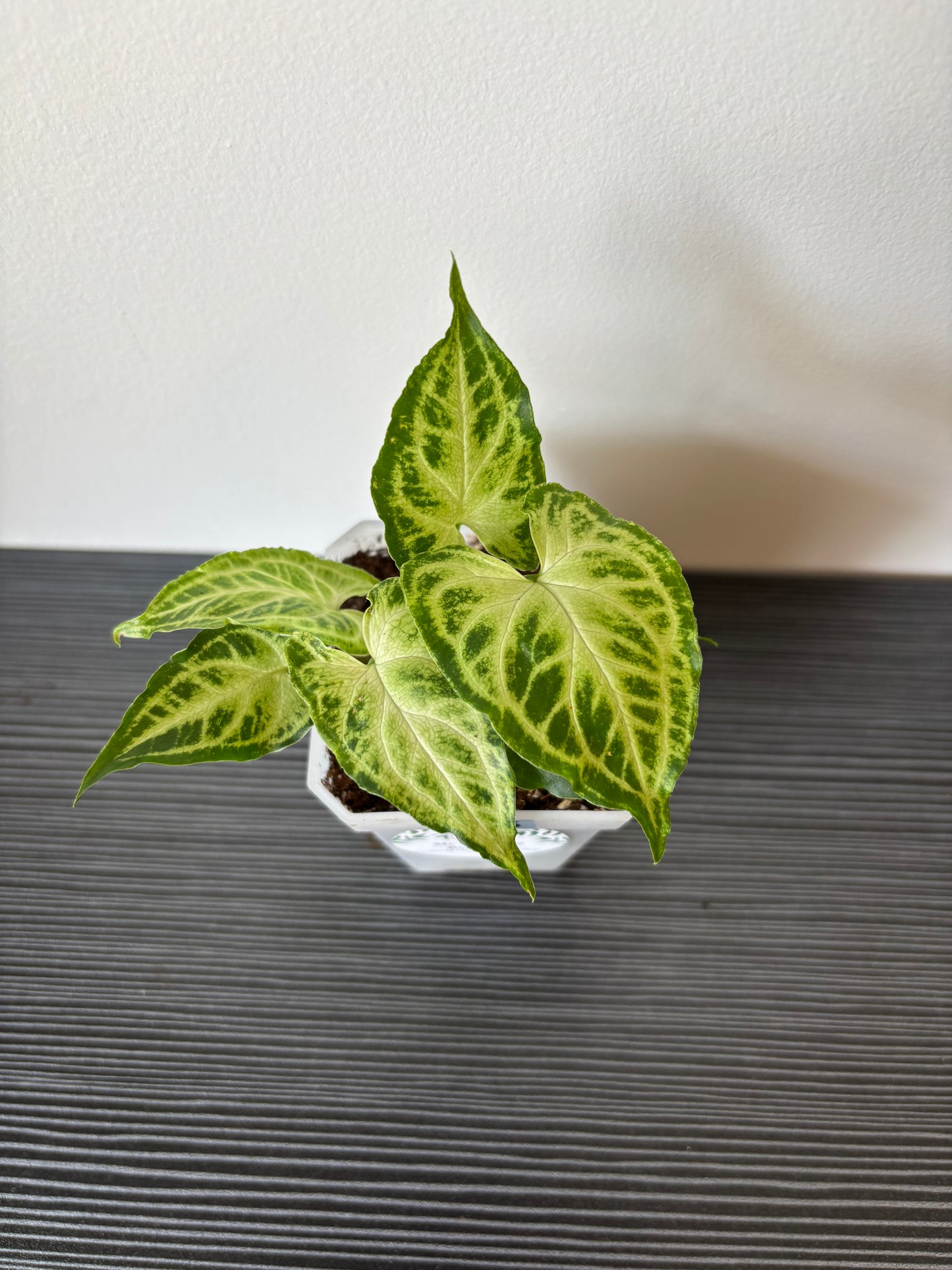 Syngonium Batik (105)