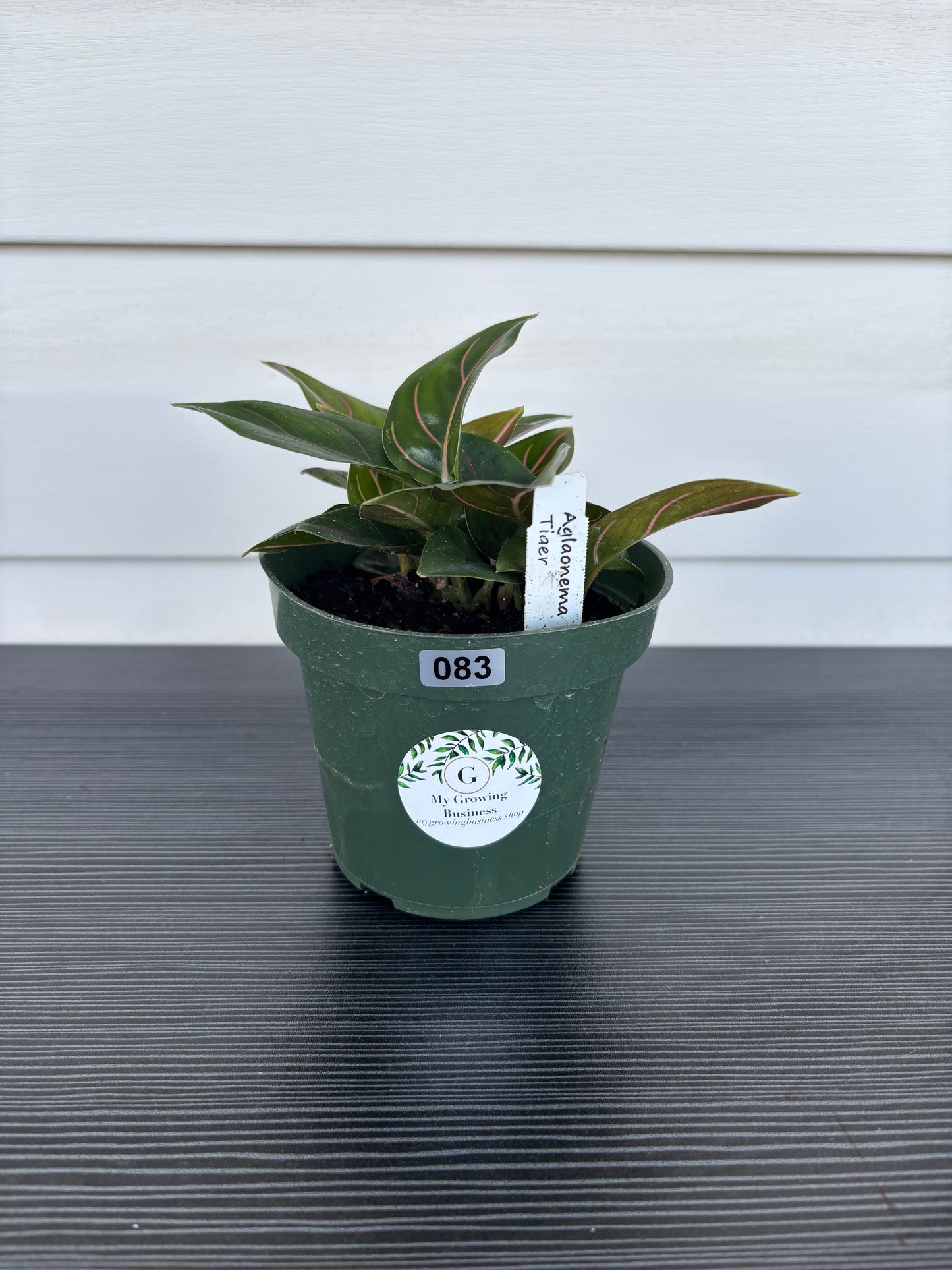 Aglaonema Tiger (083)