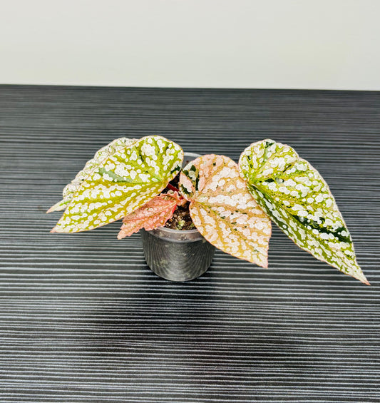 2” Snow Capped Begonia Var