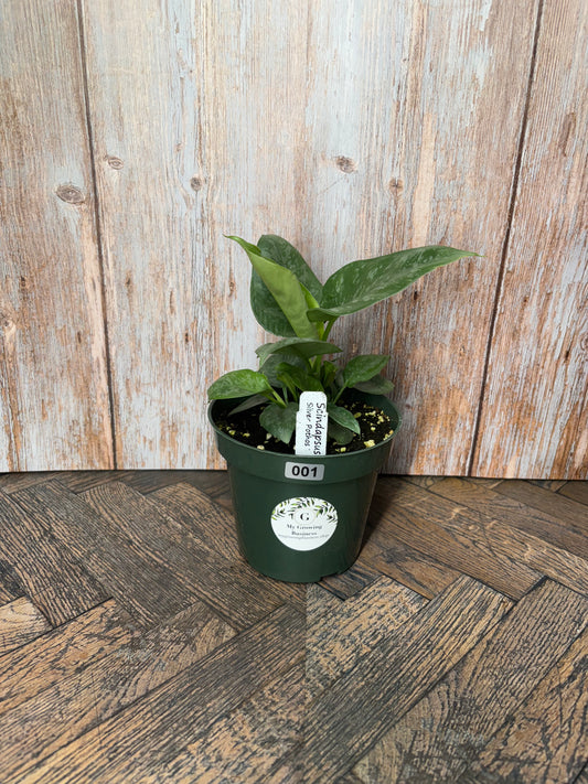 (001) Philodendron NOID