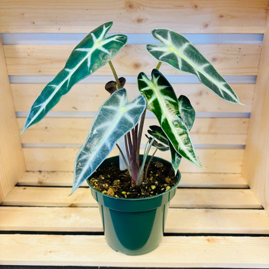 Alocasia bambino