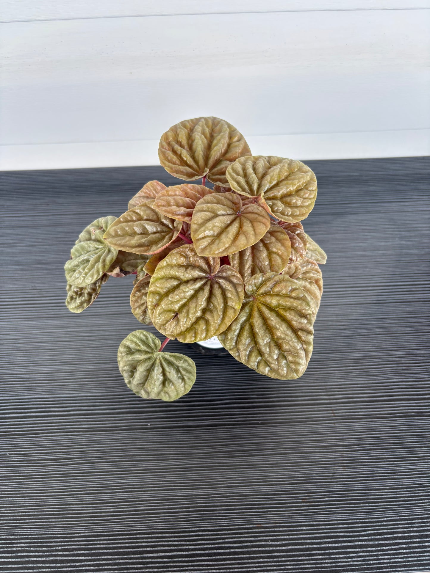 Peperomia Quito (092)