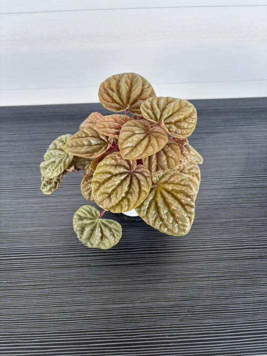 Peperomia Quito (092)