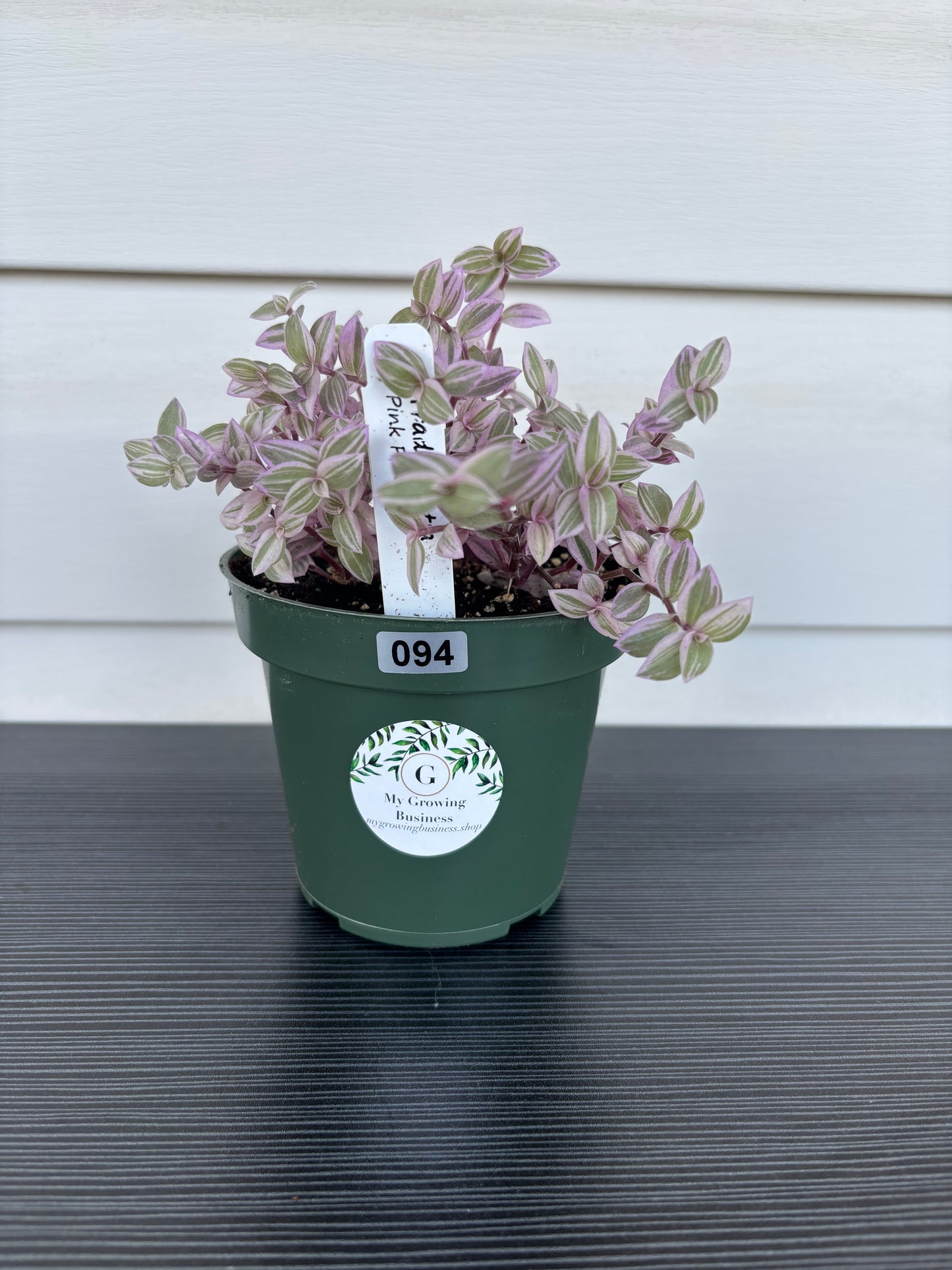 Tradesanthia Pink Panther (094)