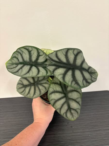Alocasia Silver Dragon