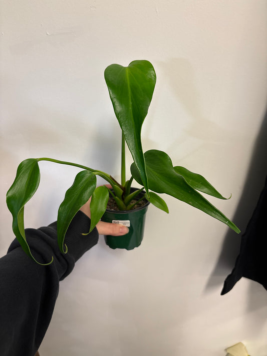 Monstera Burle Marx Flame