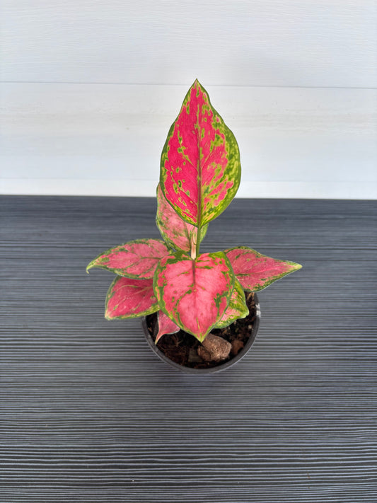Aglaonema (088)