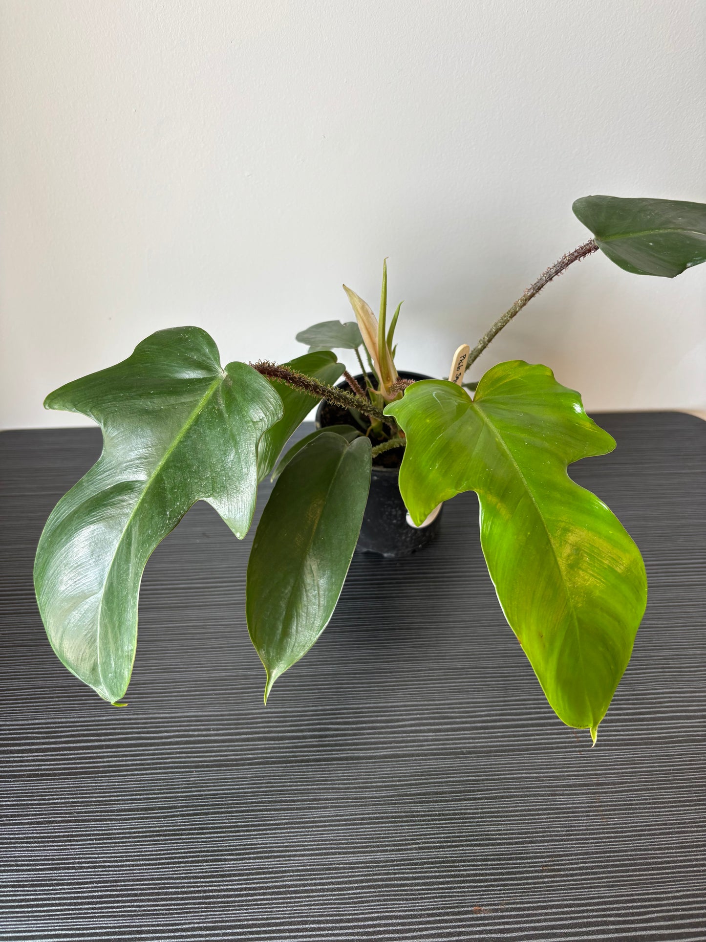 Philodendron Squamiferum