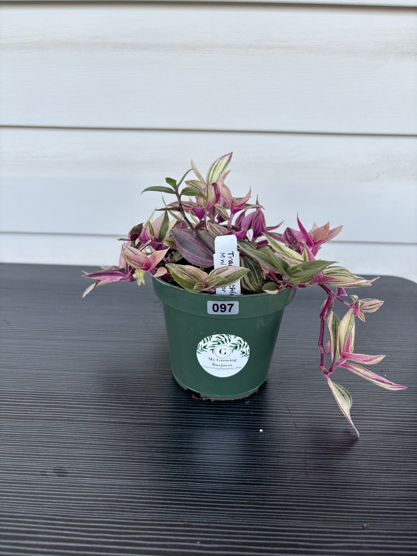 Tradesanthia Mini Tri Color (097)