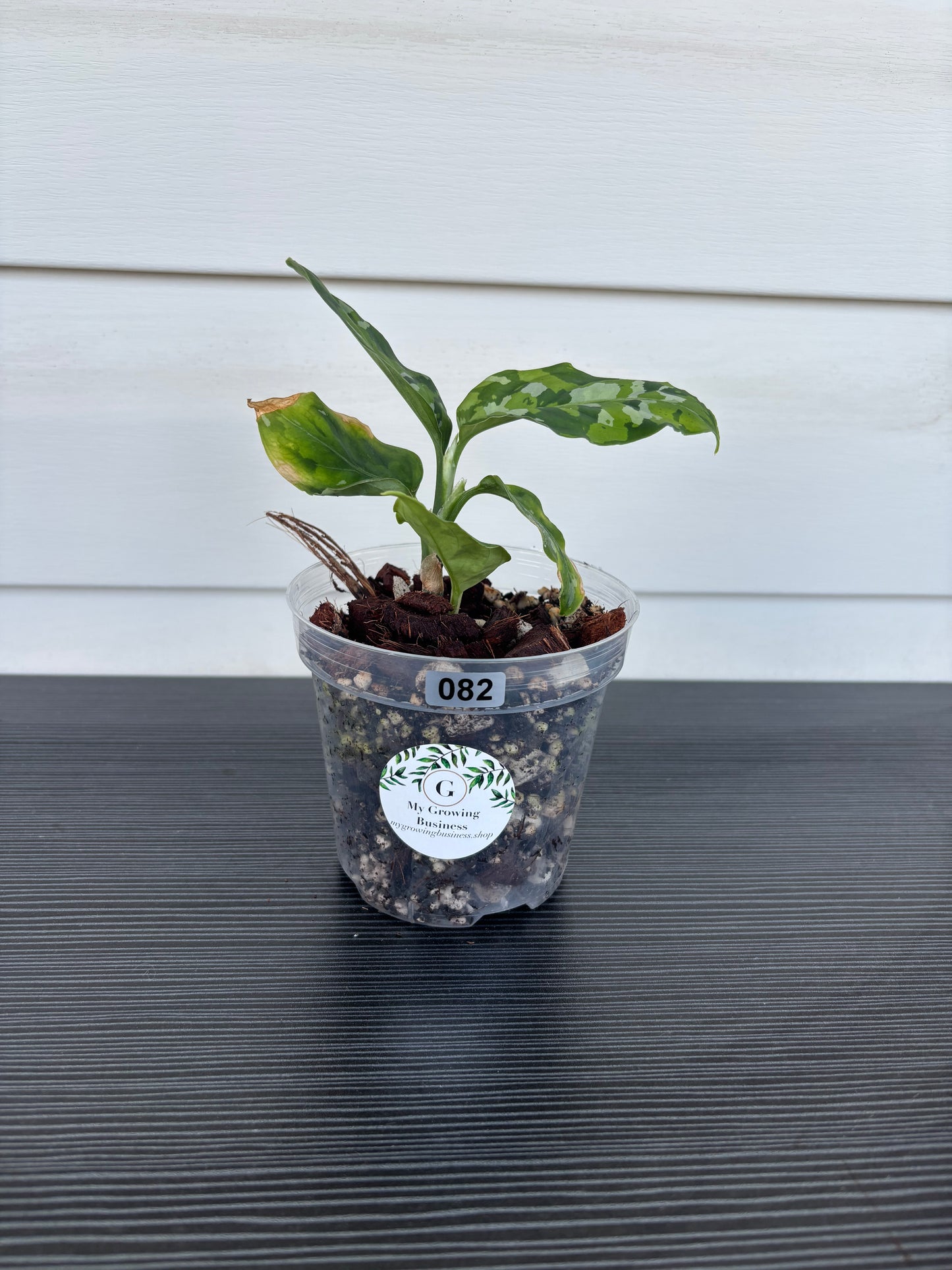 Aglaonema Pictum Tricolor (082)