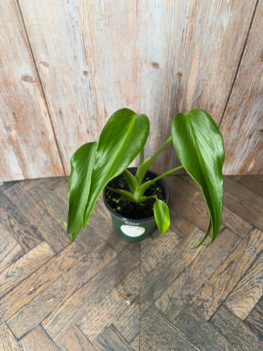 Monstera Flame