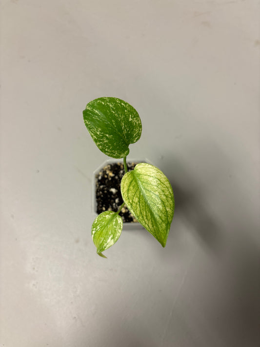 Monstera mint (small)