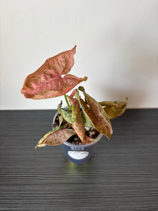 Syngonium Pink Rolli (102)
