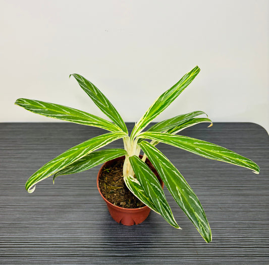 Aglaonema Bamboo