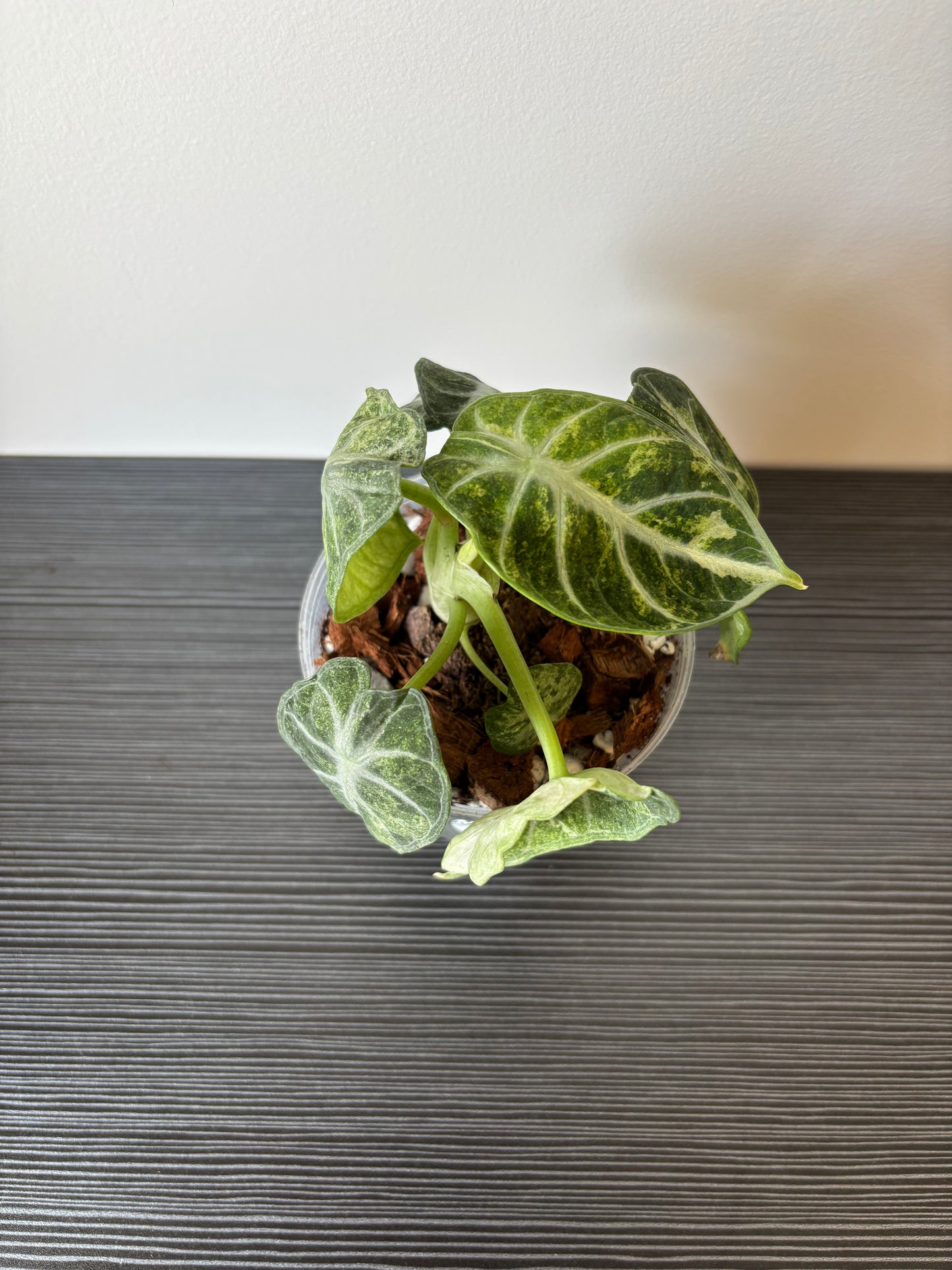 alocasia ninja variegated