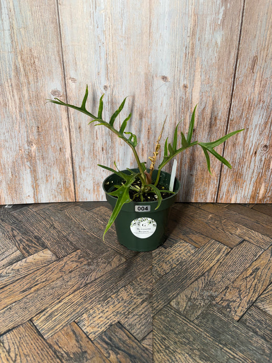 (004) Philodendron Tortum