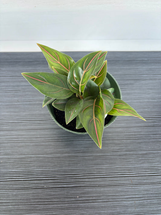 Aglaonema Tiger (083)