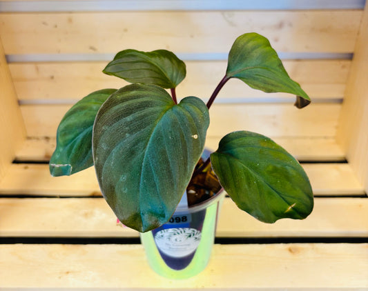 Homalomena Red Spot (098)