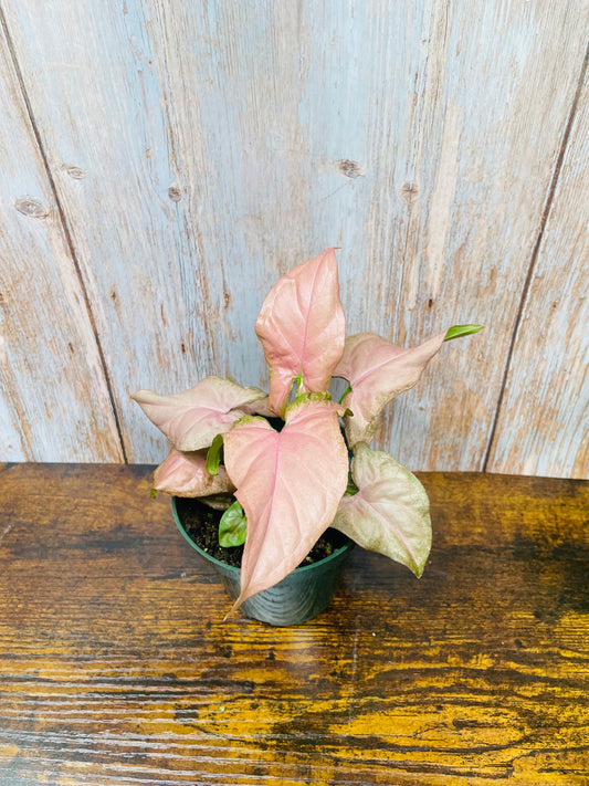 Pink syngonium