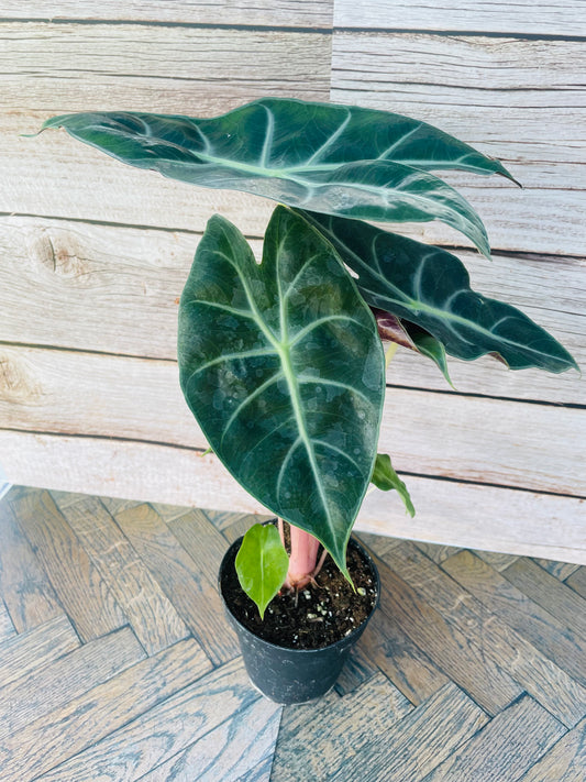 Alocasia Morocco