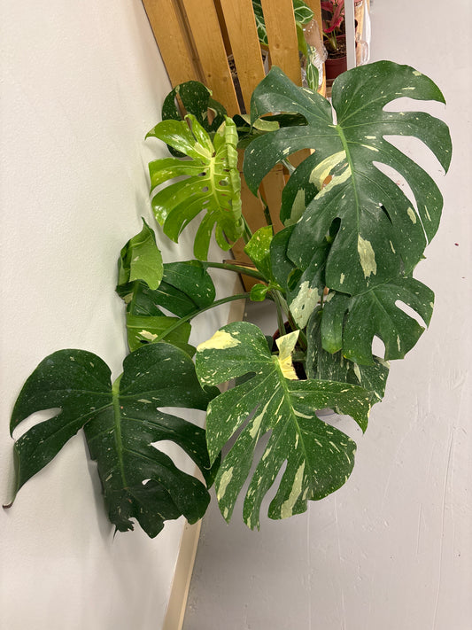 Large Monstera Thai
