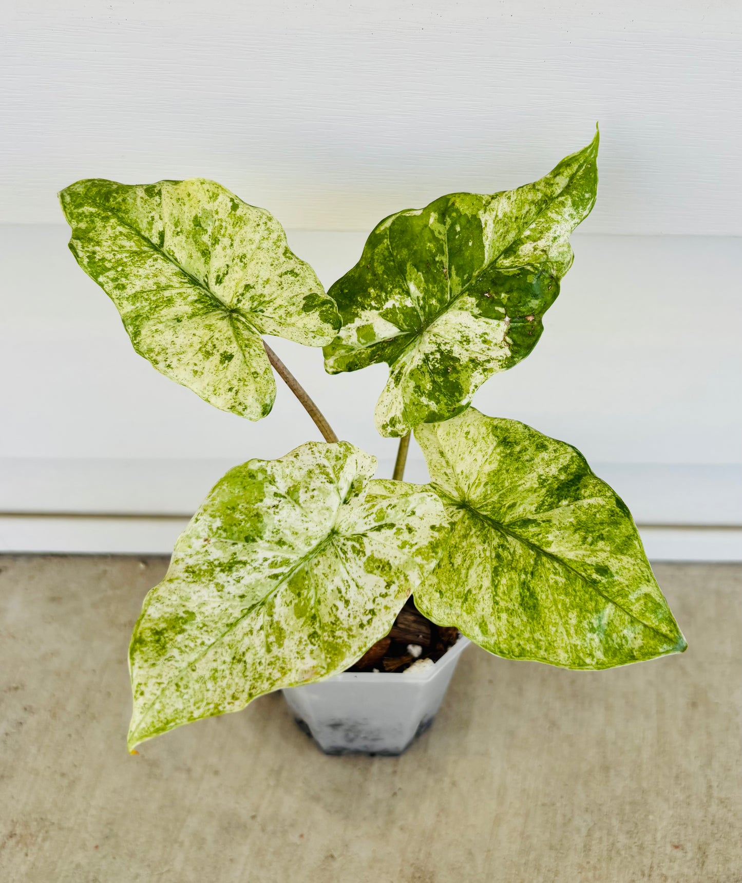 Alocasia Macrorrhiza VAR (075)