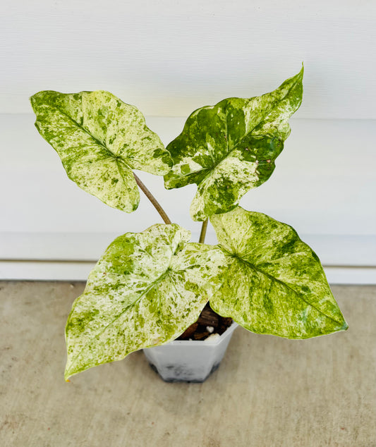 Alocasia Macrorrhiza VAR (075)