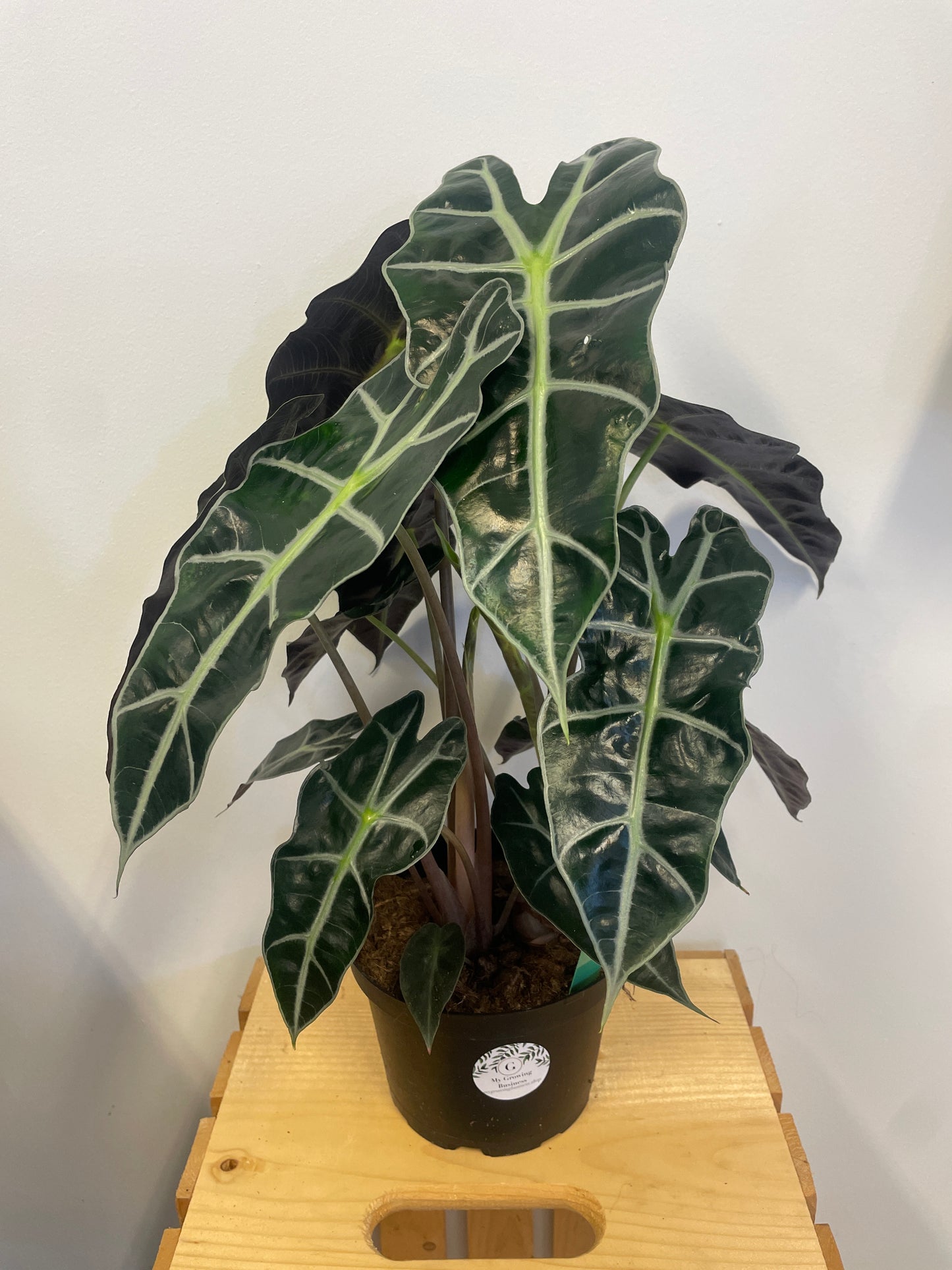 6 Inch Alocasia Amazonica