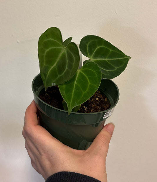 Anthurium Clainerviam