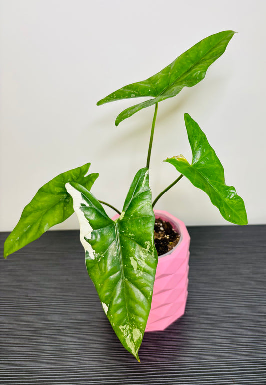 4” Alocasia Simpo Splash/ with cover pot