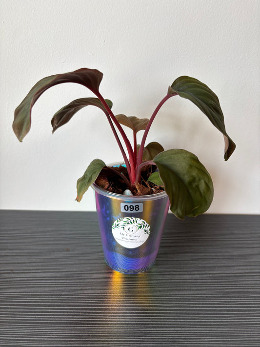 Homalomena Red Spot (098)