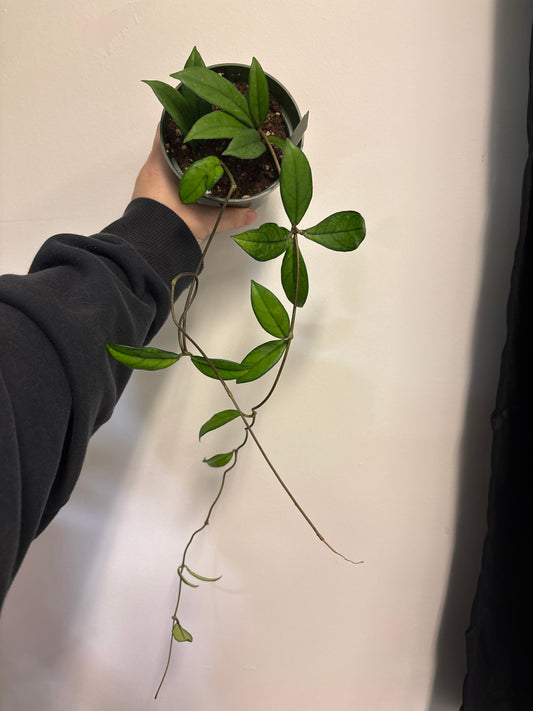 Hoya Crassipetiolata