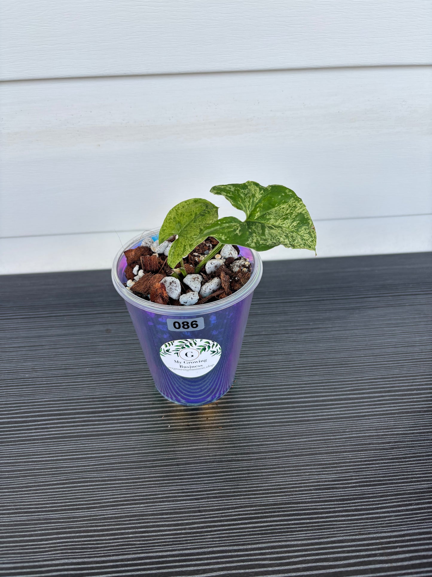 Syngonium Mojito (086)