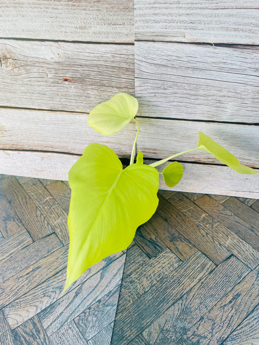 Philodendron warscewiczii aurea