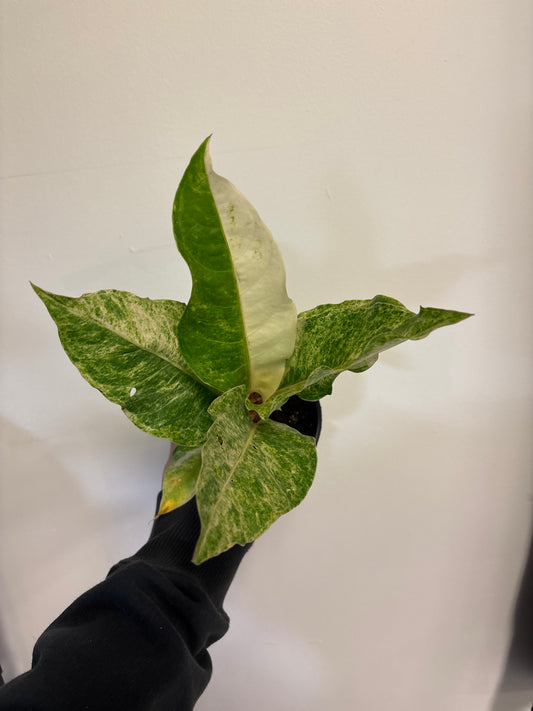 Anthurium Hookeri var