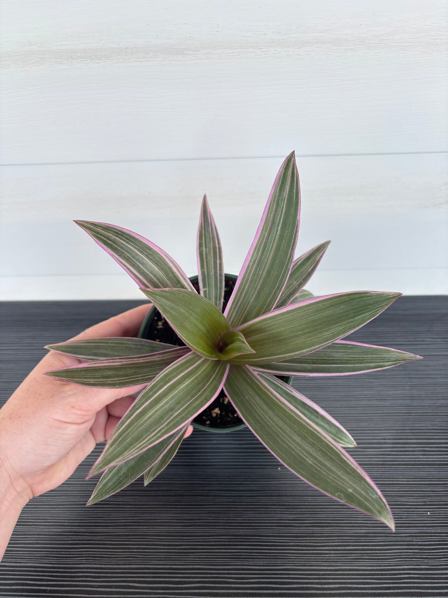 Tradesanthia Rhoeo Tricolor (093)