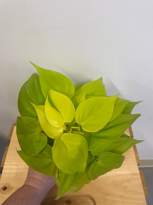 Philodendron Lemon Lime vine