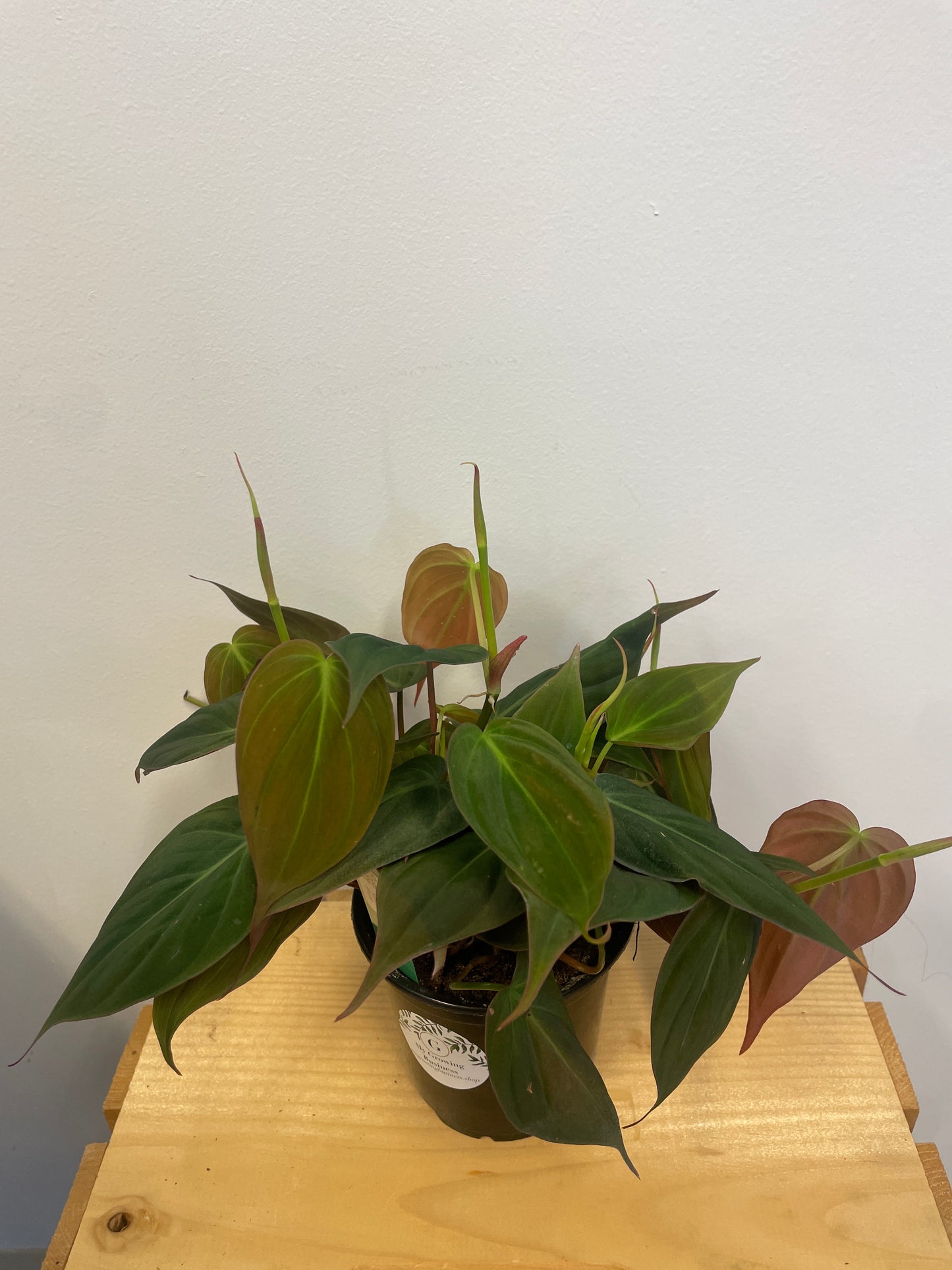 Philodendron Micans