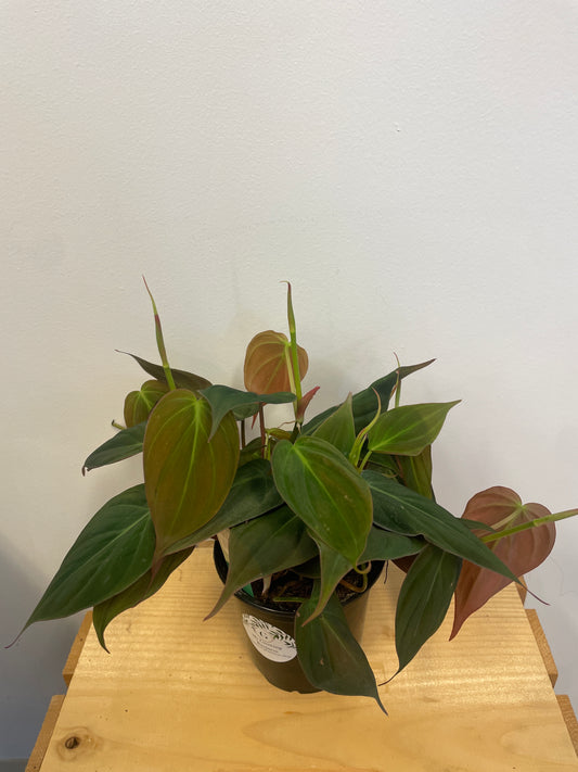 Philodendron Micans