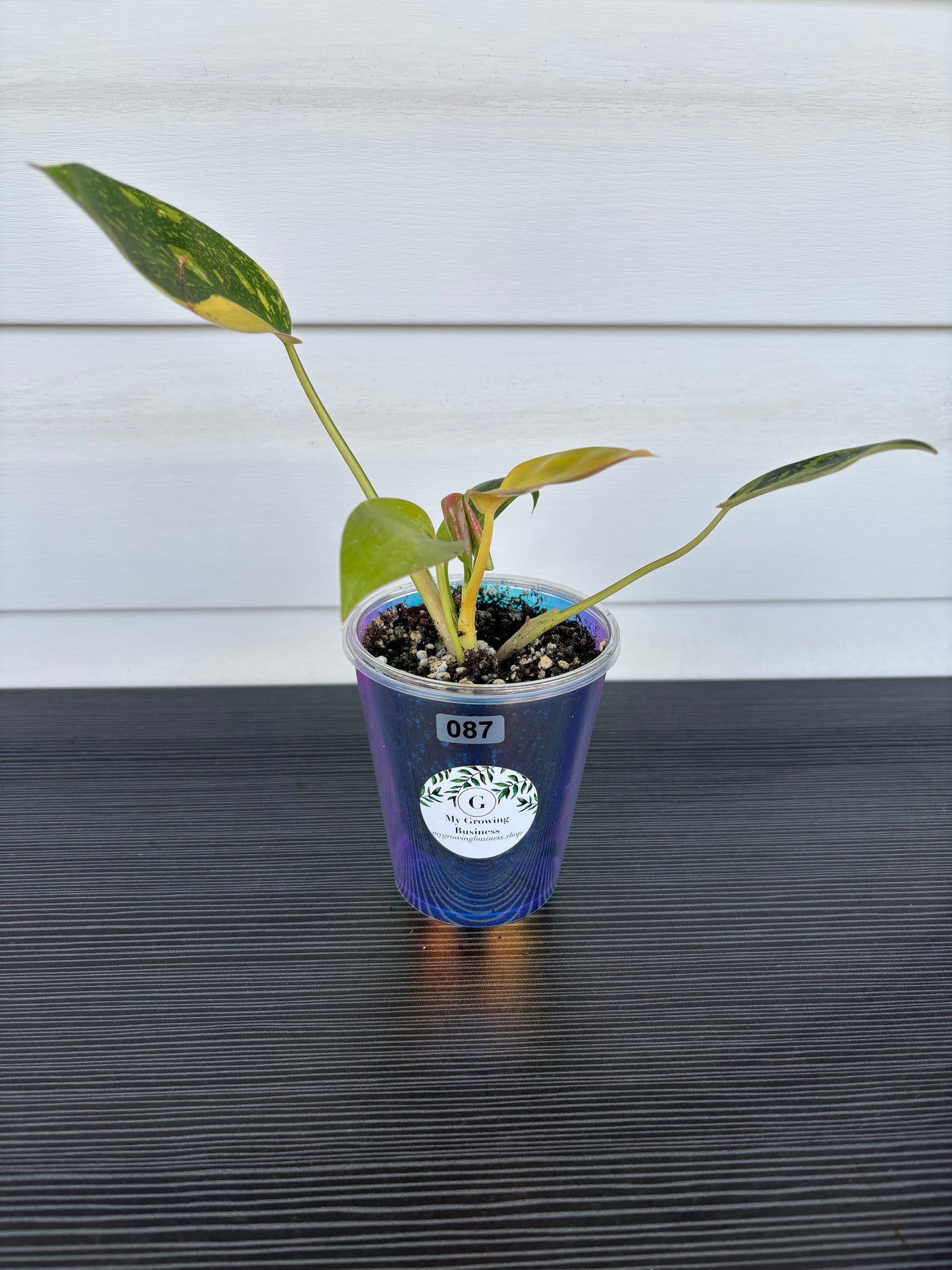 Philodendron Green Congo Var (087)