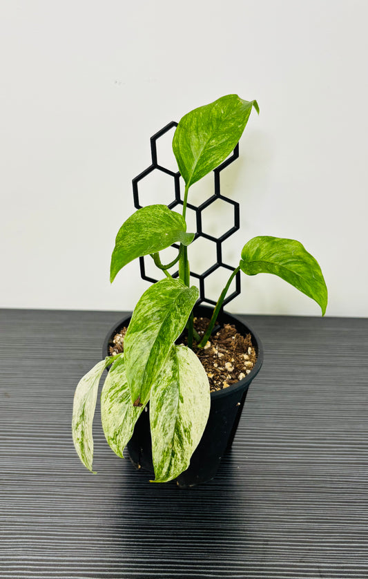 Monstera Adansonii Laniata Variegated