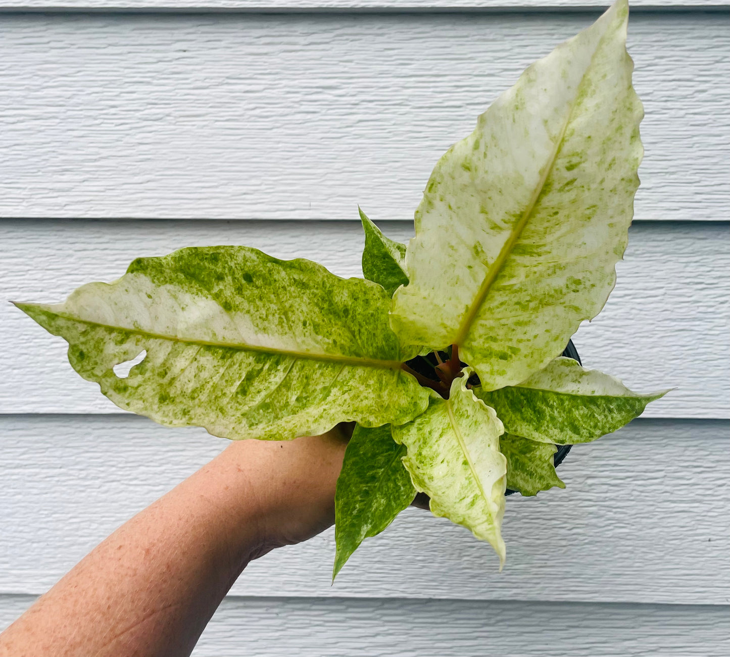 Anthurium Hookeri Variegated