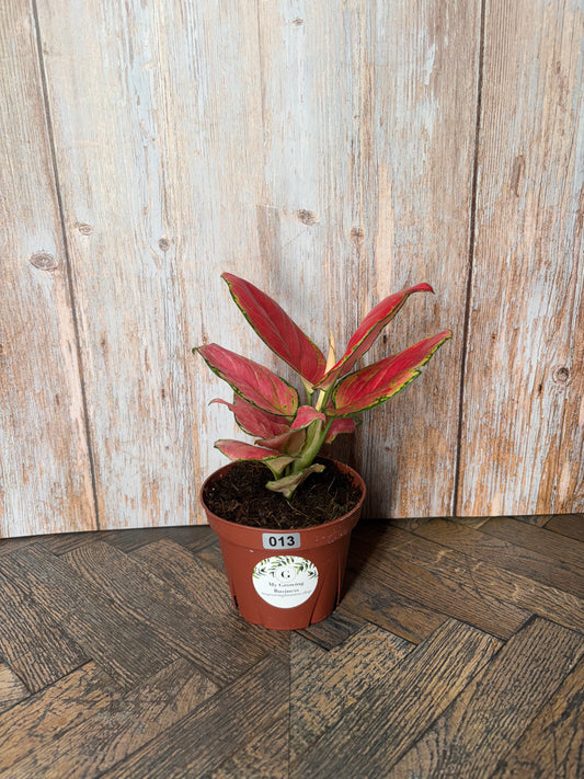 (013)Aglaonema Geely Red