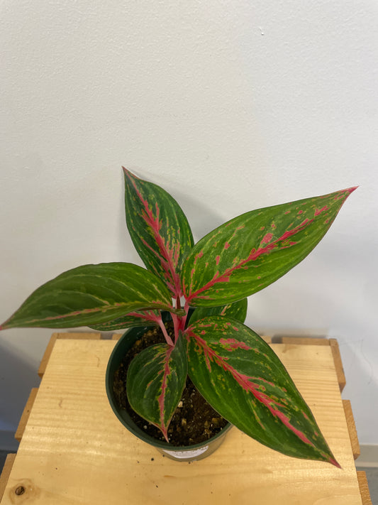 Aglaonema Ammaj Jareon