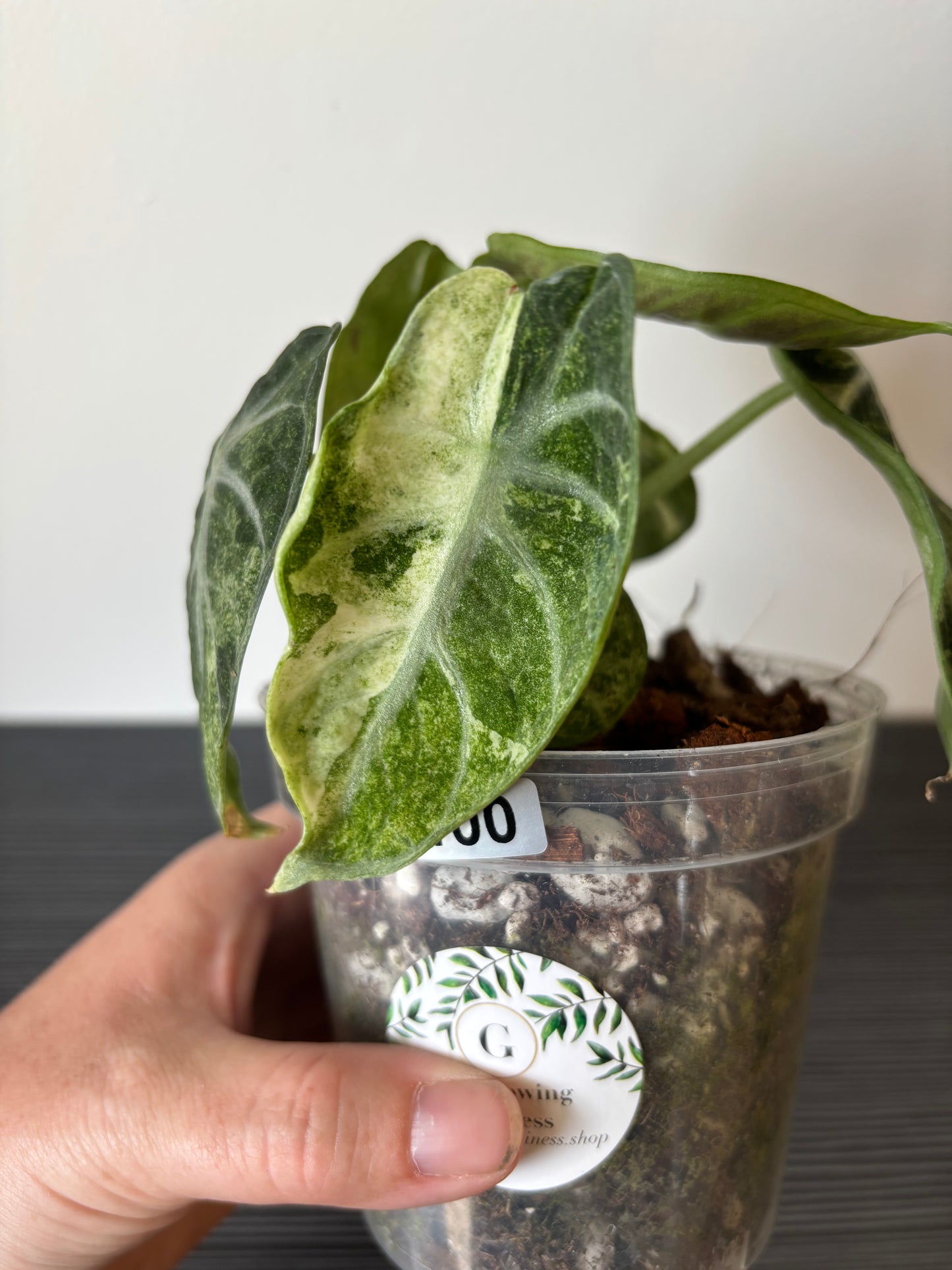 alocasia ninja variegated