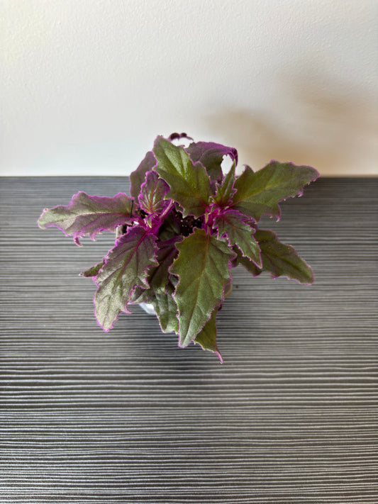 Purple Passion (103)