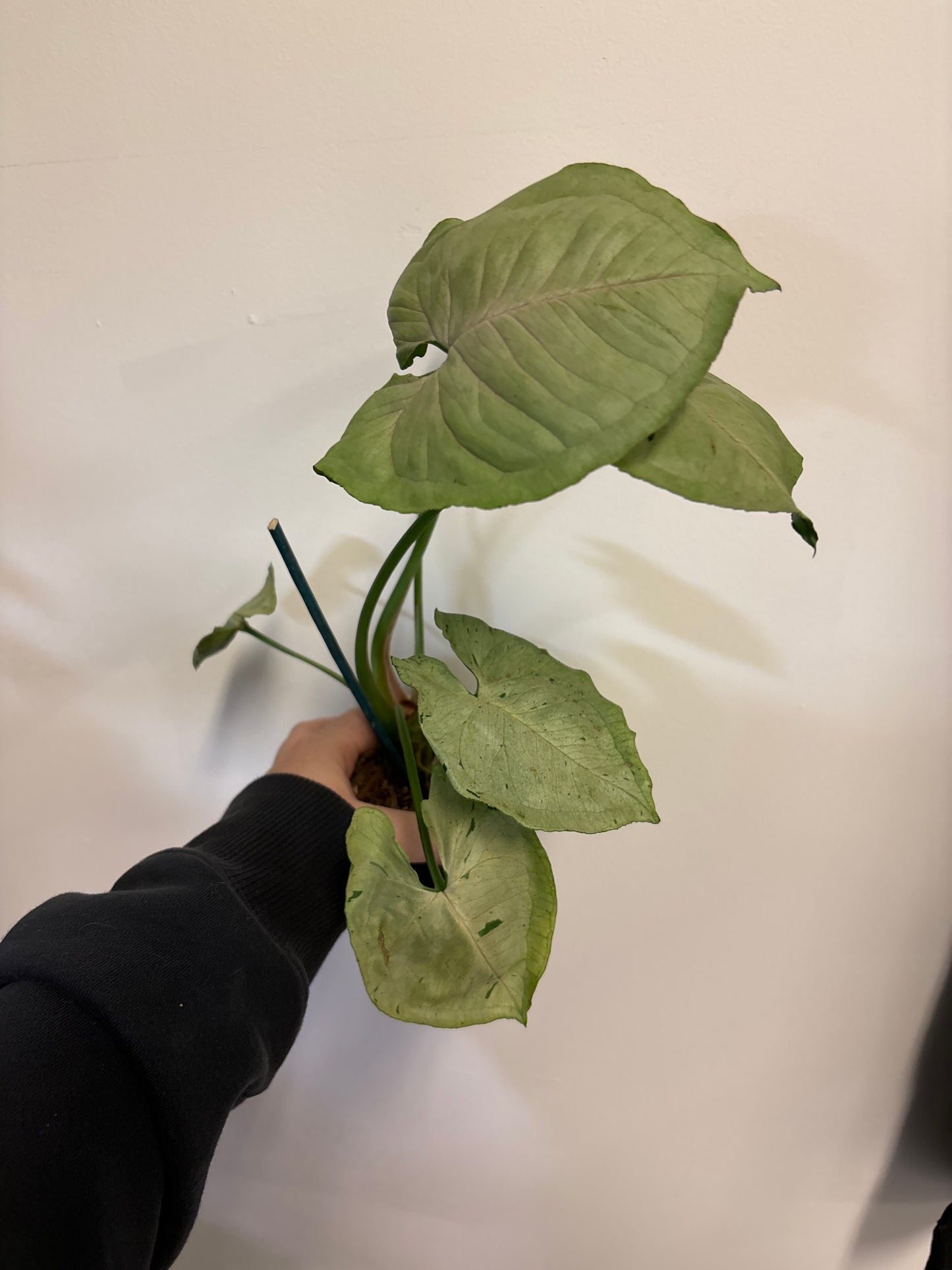 Syngonium green spot